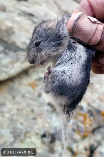 Also as Mongolian Silver Vole. Also as Mongolian Silver Vole.