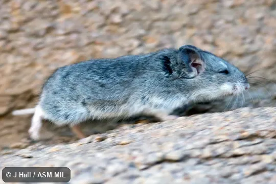 Formerly Cricetulus migratorius. Also as Armenian Hamster|Gray Hamster|Migratory Hamster. Formerly Cricetulus migratorius. Also as Armenian Hamster|Gray Hamster|Migratory Hamster.