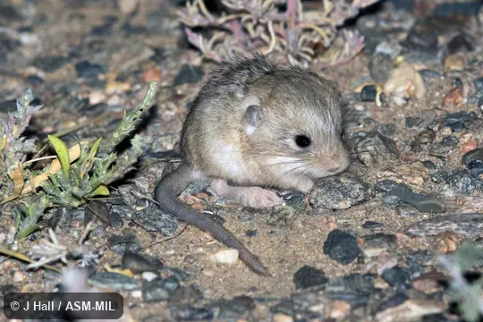 Also as Five-toed Dwarf Jerboa|Satunin's Jerboa. Also as Five-toed Dwarf Jerboa|Satunin's Jerboa.