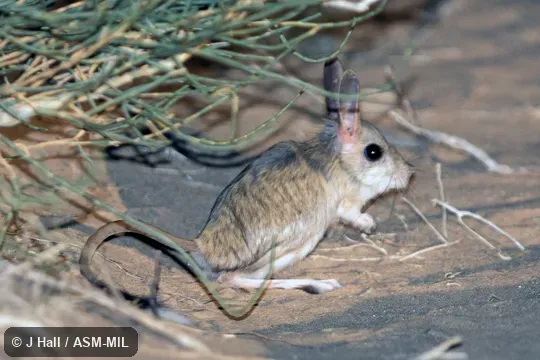 Formerly Allactaga balikunica. Formerly Allactaga balikunica.