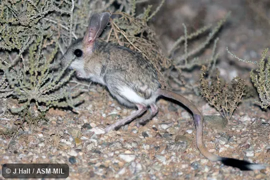 Formerly Allactaga bullata. Formerly Allactaga bullata.