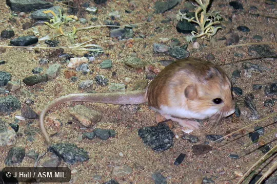 Also as Dzungarian Thick-tailed Pygmy Jerboa|Gobi Thick-tailed Pygmy Jerboa. Also as Dzungarian Thick-tailed Pygmy Jerboa|Gobi Thick-tailed Pygmy Jerboa.