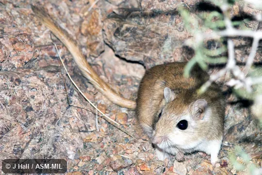 Formerly part of Meriones meridianus, Midday Jird. Formerly part of Meriones meridianus, Midday Jird.