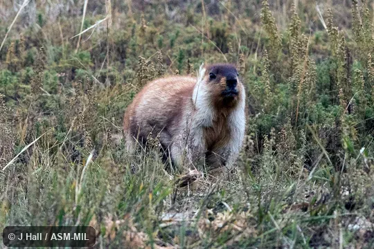 Also as Mongolian Marmot|Siberian Marmot. Also as Mongolian Marmot|Siberian Marmot.