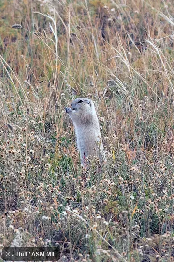 Formerly Spermophilus undulatus. Formerly Spermophilus undulatus.