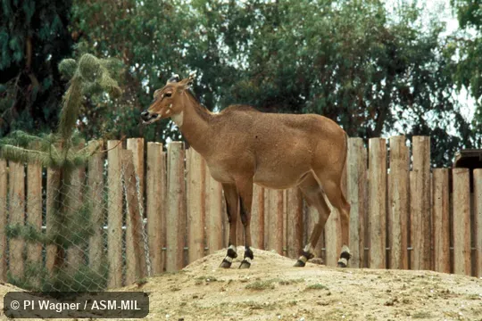 Side view of female. Also as Blue Bull|Bluebuck|White-footed Antelope. Side view of female. Also as Blue Bull|Bluebuck|White-footed Antelope.