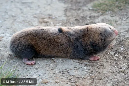 Formerly Spalax leucodon. Also as Lesser Mole-rat. Formerly Spalax leucodon. Also as Lesser Mole-rat.