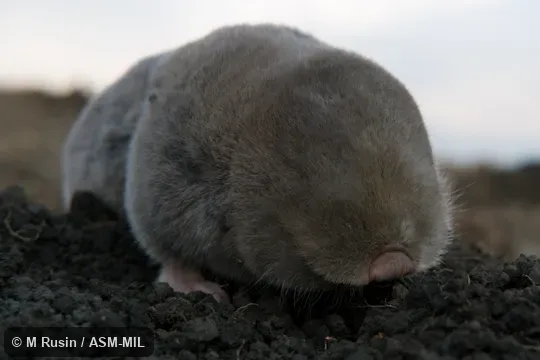 Also as Balkan Blind Mole-rat|Balkan Mole-rat. Also as Balkan Blind Mole-rat|Balkan Mole-rat.