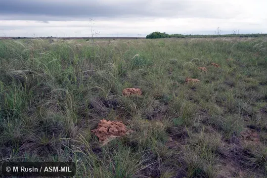 Mounds in the natural habitat dominated by Stipa spp. Also as Greater Mole-rat. Mounds in the natural habitat dominated by Stipa spp. Also as Greater Mole-rat.