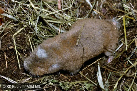 Formerly Cryptomys anselli. Also as Zambian Mole-rat. Formerly Cryptomys anselli. Also as Zambian Mole-rat.