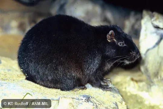 Formerly in Capromyidae. Also as Brown's Hutia|Indian Coney|Jamaican Coney. Formerly in Capromyidae. Also as Brown's Hutia|Indian Coney|Jamaican Coney.