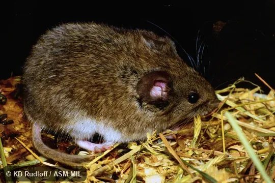 Alticola argentatus severtzovi Alticola argentatus severtzovi