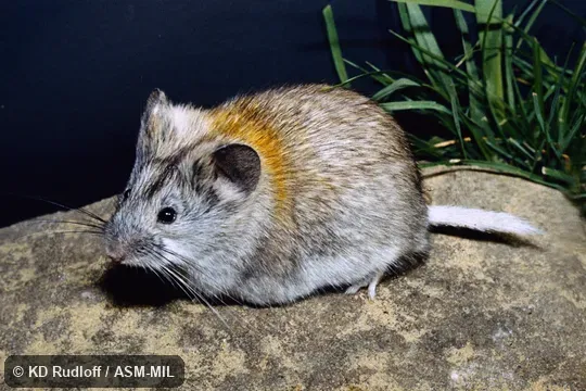 Alticola strelzovi depressus. Also as Alticola strelzowi. Alticola strelzovi depressus. Also as Alticola strelzowi.