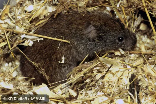 Formerly Myodes rufocanus. Also as Gray-sided Vole. Formerly Myodes rufocanus. Also as Gray-sided Vole.