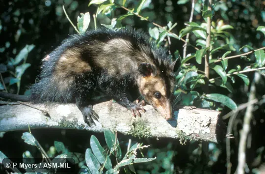 Side view. Also as Common Opossum|Carachupa. Side view. Also as Common Opossum|Carachupa.