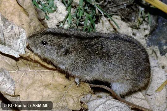 Also as Steppe Lemming. Also as Steppe Lemming.