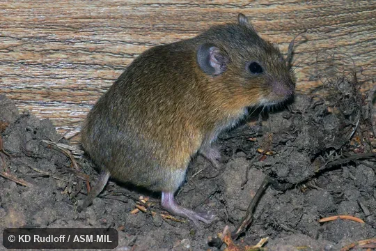 Also as Günther's Vole. Also as Günther's Vole.