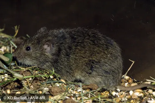 Formerly part of Microtus arvalis. Also as Dark Vole. Formerly part of Microtus arvalis. Also as Dark Vole.
