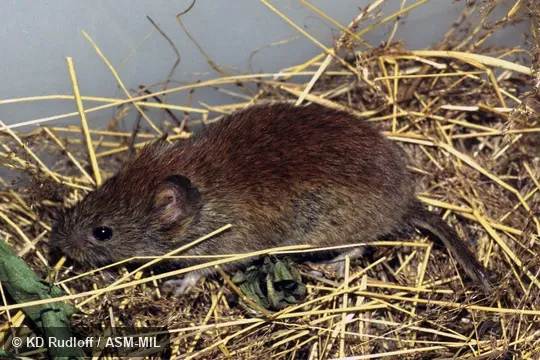 Formerly Myodes rutilus. Also as Red Vole. Formerly Myodes rutilus. Also as Red Vole.