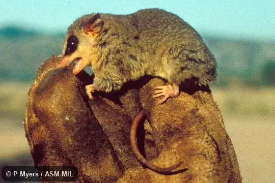 Side view, hand-held. Also as Agile Gracile Opossum|Agile Mouse Opossum|Paraguayan Slender Mouse Opossum. Side view, hand-held. Also as Agile Gracile Opossum|Agile Mouse Opossum|Paraguayan Slender Mouse Opossum.