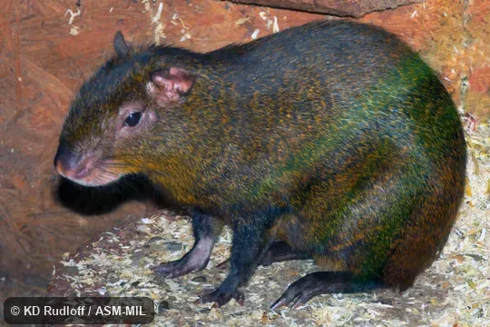 Also as Orinoco Agouti. Also as Orinoco Agouti.
