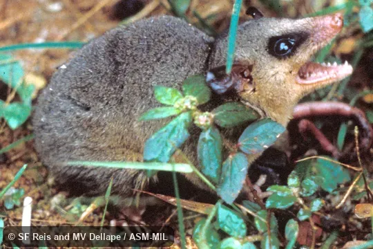 Side view, formerly as Micoureus demerarae. Also as Woolly Mouse Opossum. Side view, formerly as Micoureus demerarae. Also as Woolly Mouse Opossum.