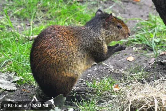 Dasyprocta prymnolopha image