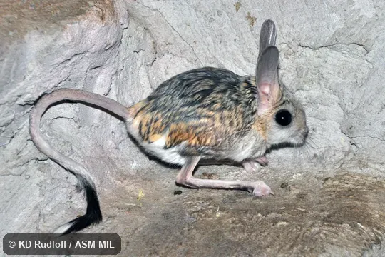 Formerly Allataga tetradactyla. Formerly Allataga tetradactyla.