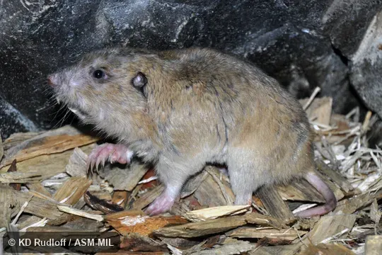Formerly part of Thomomys bottae, Megascapheus bottae, Botta's Pocket Gopher. Formerly part of Thomomys bottae, Megascapheus bottae, Botta's Pocket Gopher.
