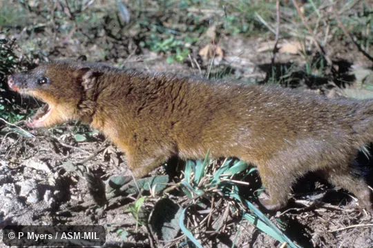 Side view. Also as Lesser Water Opossum|Little Water Opossum|Mink Opossum|Red Opossum|Red Water-possum|Thick-tailed Opossum. Side view. Also as Lesser Water Opossum|Little Water Opossum|Mink Opossum|Red Opossum|Red Water-possum|Thick-tailed Opossum.