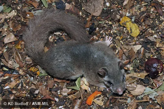 Also as Huet's African Dormouse|Large Gray Dormouse. Also as Huet's African Dormouse|Large Gray Dormouse.