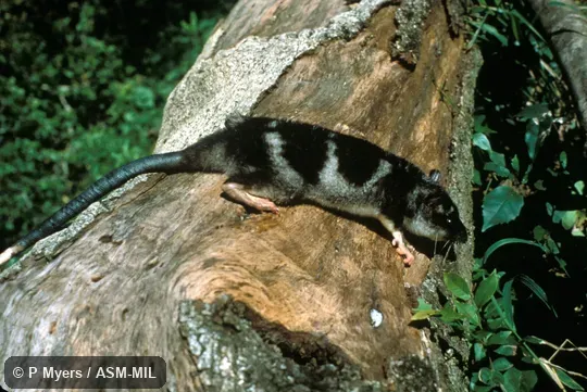 Side view. Also as Yapok. Side view. Also as Yapok.