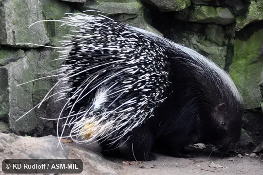 Also as Cape Crested Porcupine|South African Porcupine|Southern African Porcupine. Also as Cape Crested Porcupine|South African Porcupine|Southern African Porcupine.