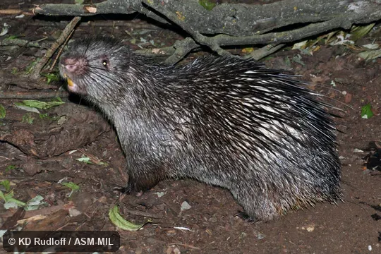 Also as Indonesian Porcupine|Palawan Porcupine|Philippine Short-tailed Porcupine. Also as Indonesian Porcupine|Palawan Porcupine|Philippine Short-tailed Porcupine.