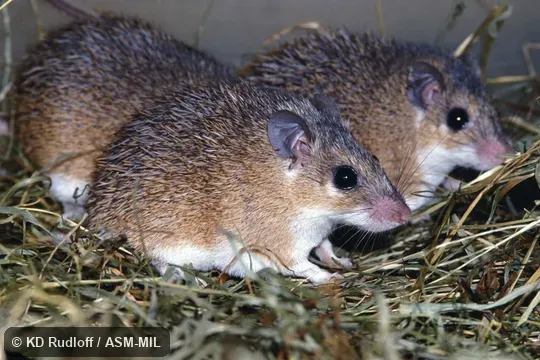 Also as Heuglin's Spiny Mouse. Also as Heuglin's Spiny Mouse.