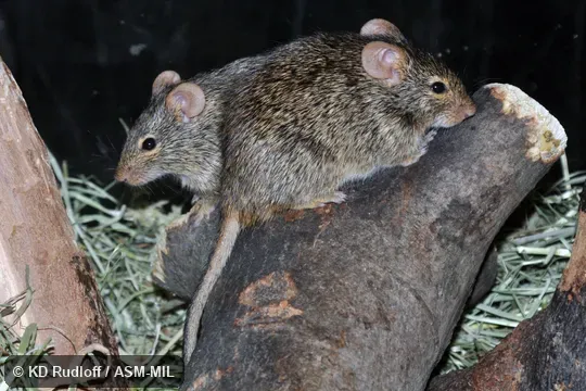 Also as Neumann's Arvicanthis, Somali Grass Rat. Also as Neumann's Arvicanthis, Somali Grass Rat.