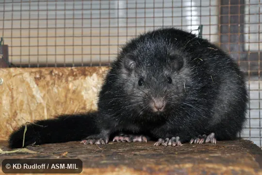 Also as Panay Cloud Runner|Panay Crateromys. Also as Panay Cloud Runner|Panay Crateromys.
