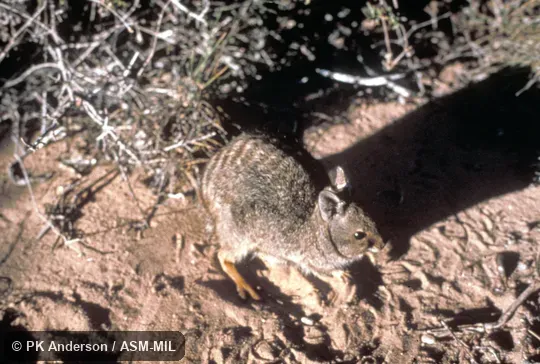 Dorsal, oblique view Dorsal, oblique view