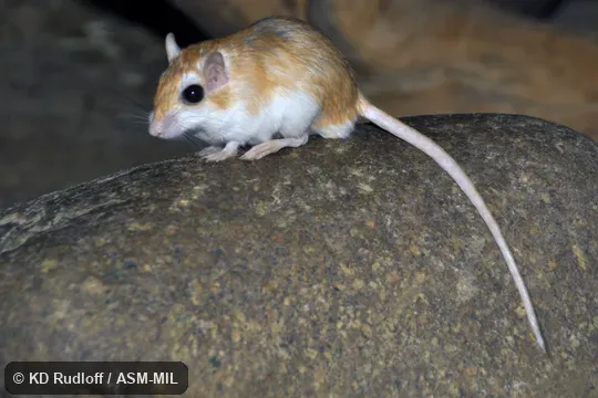 Formerly Dipodillus campestris. Also as Large North African Gerbil|North African Dipodil. Formerly Dipodillus campestris. Also as Large North African Gerbil|North African Dipodil.