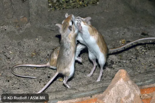 Formerly Dipodillus dasyurus. Also as Rough-tailed Gerbil|Wadi Hof Gerbil|Wagner's Dipodil. Formerly Dipodillus dasyurus. Also as Rough-tailed Gerbil|Wadi Hof Gerbil|Wagner's Dipodil.