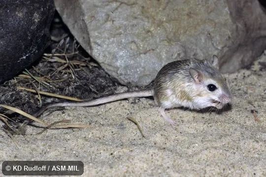 Also as Dwarf Gerbil. Also as Dwarf Gerbil.