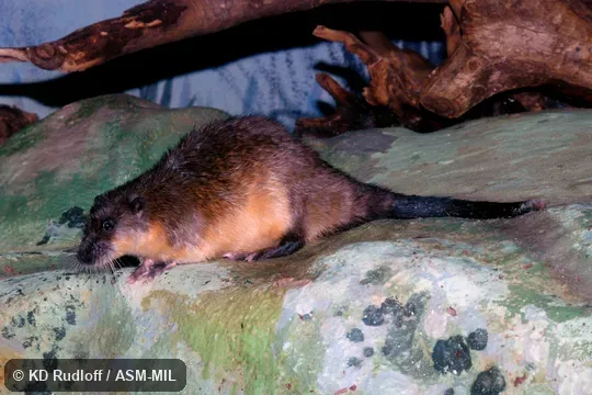 Also as Australian Water Rat|Beaver Rat|Golden-bellied Water Rat|Rakali|Sooty Beaver Rat|White-bellied Beaver Rat. Also as Australian Water Rat|Beaver Rat|Golden-bellied Water Rat|Rakali|Sooty Beaver Rat|White-bellied Beaver Rat.