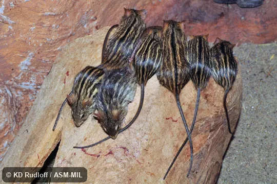 Also as Barbary Lemniscomys. Also as Barbary Lemniscomys.