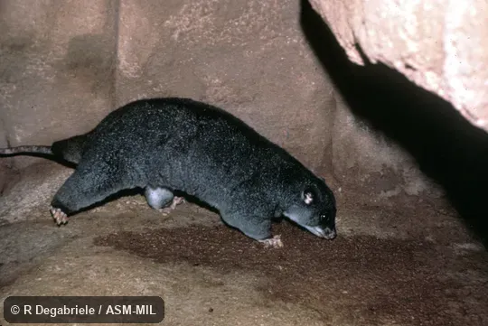 Oblique view. Also as Ground Phalanger. Oblique view. Also as Ground Phalanger.