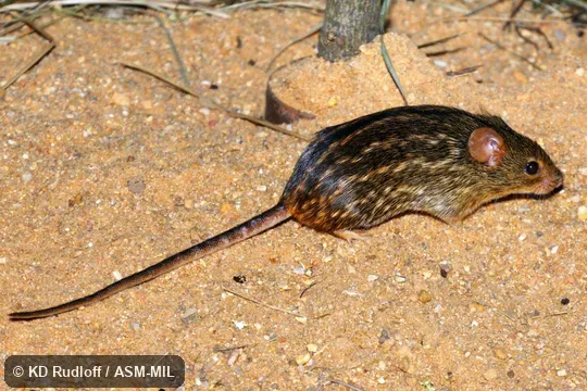 Formerly Lemniscomys striatus ardens. Also as Striated Lemniscomys. Formerly Lemniscomys striatus ardens. Also as Striated Lemniscomys.
