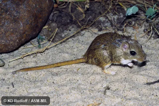 Formerly Meriones meridianus nogaiorum. Also as Midday Gerbil. Formerly Meriones meridianus nogaiorum. Also as Midday Gerbil.