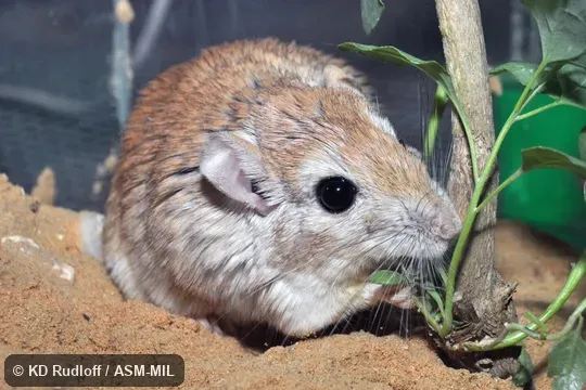 Also as Negev Jird. Also as Negev Jird.