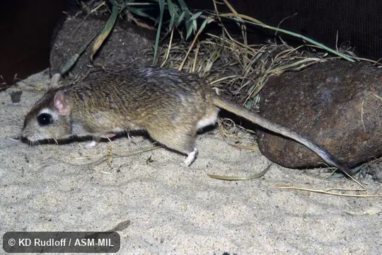Also as Tamarisk Gerbil. Also as Tamarisk Gerbil.