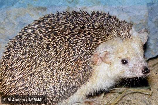 Side view. Formerly Erinaceomorpha. Also as Afghan Hedgehog|Long-eared Steppe Hedgehog. Side view. Formerly Erinaceomorpha. Also as Afghan Hedgehog|Long-eared Steppe Hedgehog.