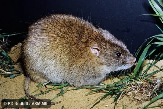 Also as Pest Rat|Short-tailed Nesokia. Also as Pest Rat|Short-tailed Nesokia.